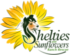 Shelties and Sunflowers